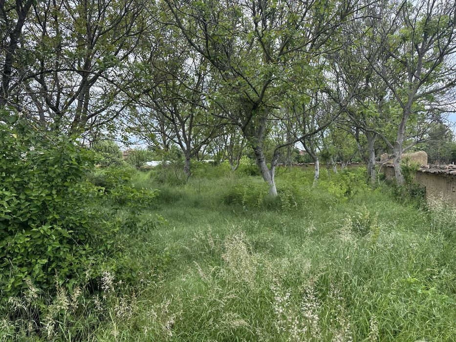 Косене , премахване и рязане на дървета