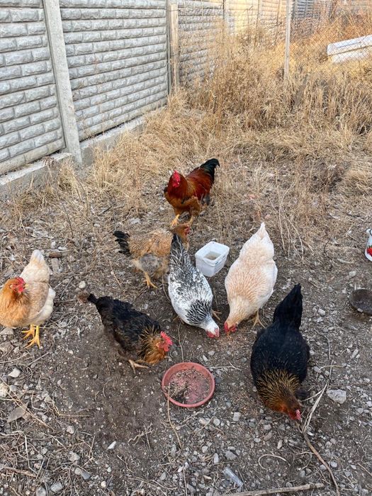 Казакы тауыктар сатылады