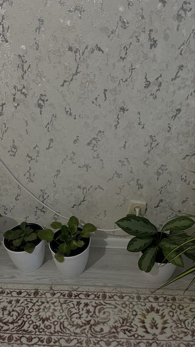 Домашнии цветы. Недорого