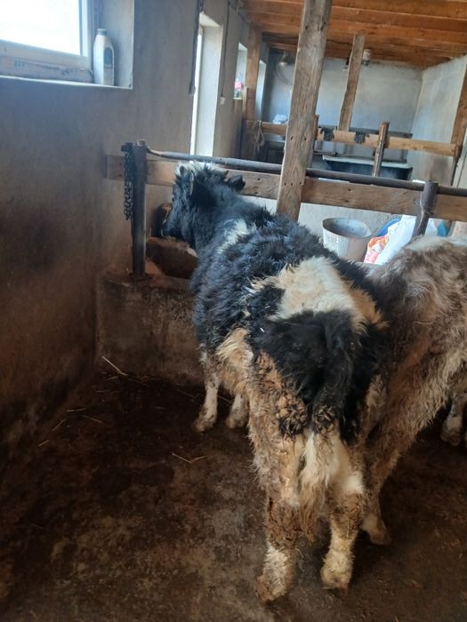 Бичоклар сотилади 1жасар шарва молдар