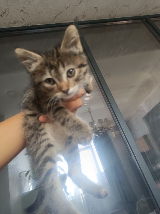 Американский Кот Бесплатно