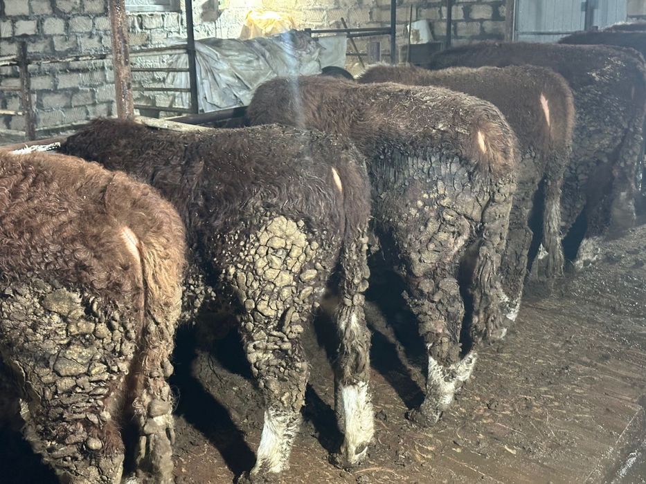 Бука сатылады аткорм