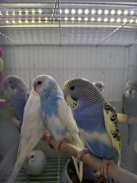 Волнистые попугаи