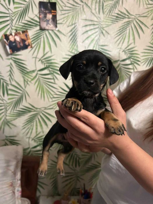 Малки кученца-пинчери