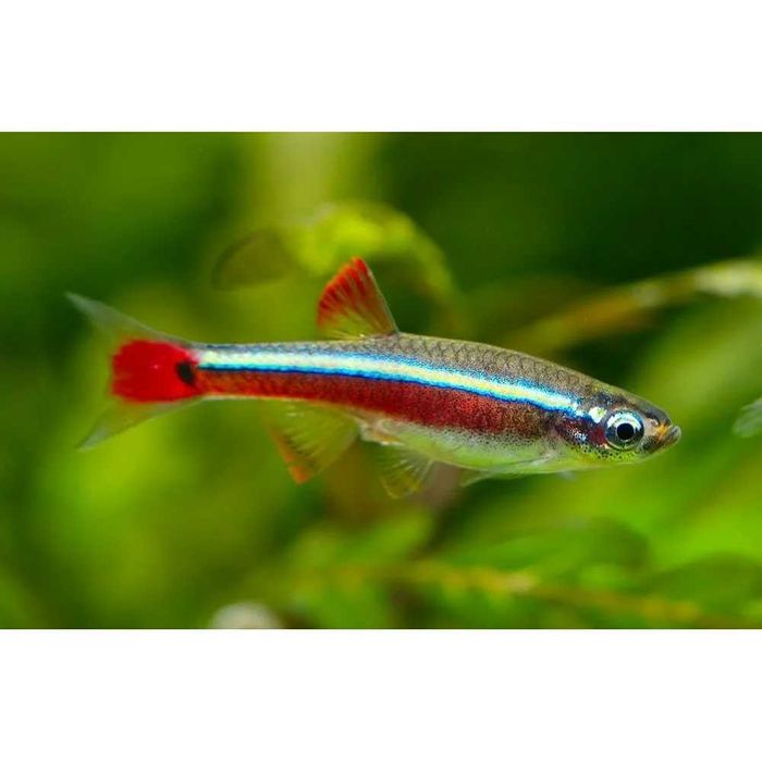 Аквариумная рыбка "Кардинал"