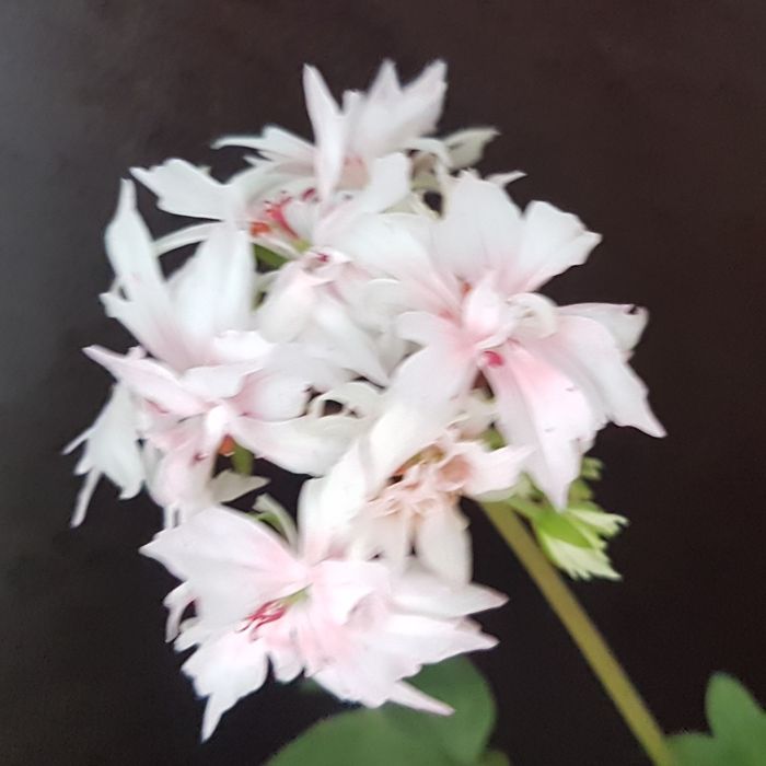 Продам укорененные  черенки пеларгонии