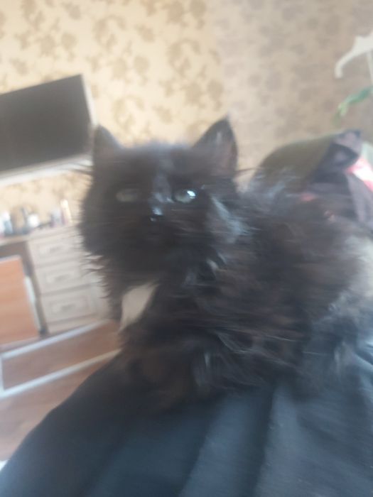 Котята отец черный на фото