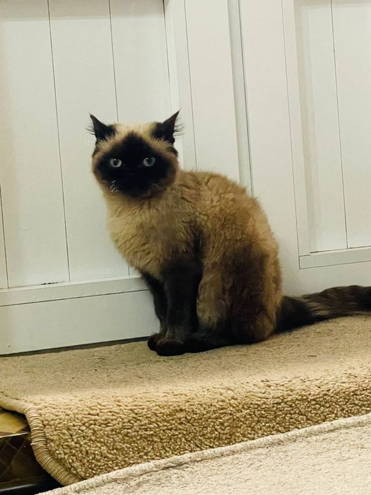 Dasha Astafyevaning yalangoch mushuki