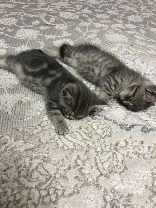 Породистые  Скоттиш страйт