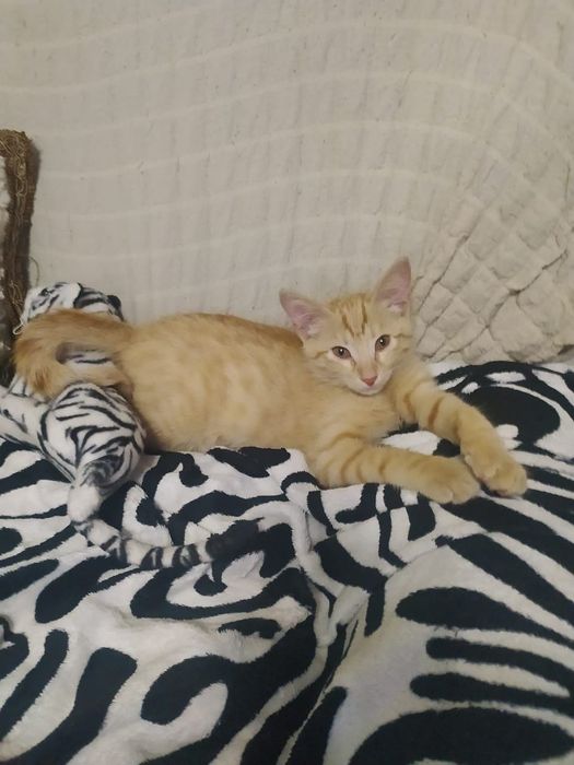 Юбки вечерние Б/У