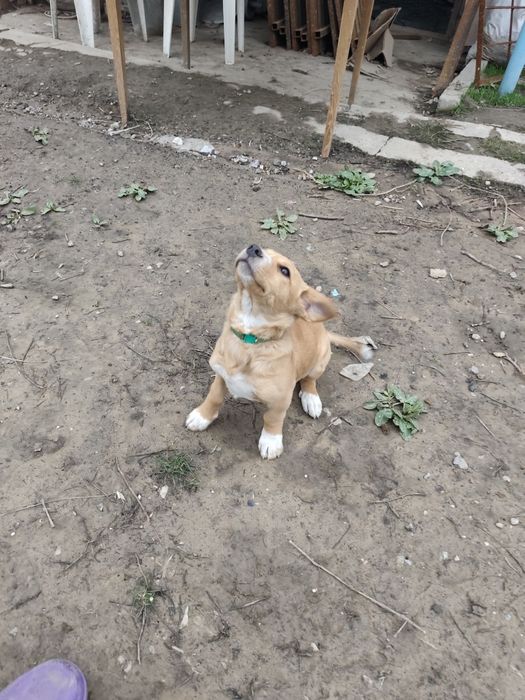 Щенок девочка в добрые руки.