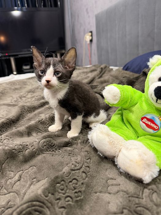 Котенок сфинкс браш