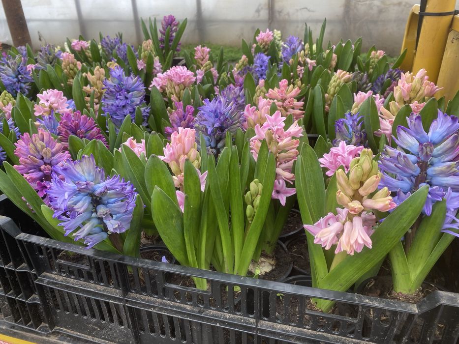 Flori Zambile 1-8 martie