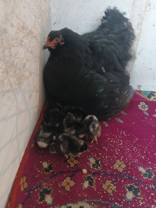 Цыплята брама с клушкой