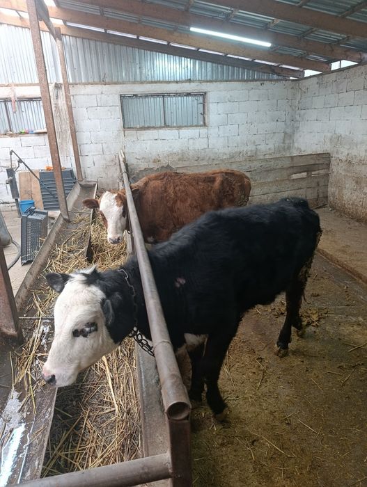 Продаются тёлки.