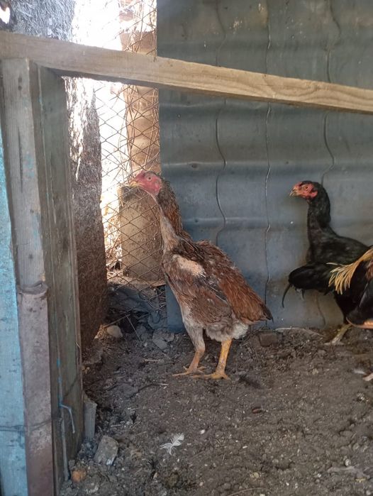 Дакан тауық ннннннн