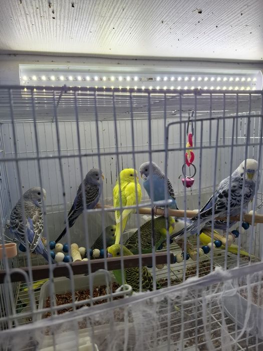 Волнистые попугаи