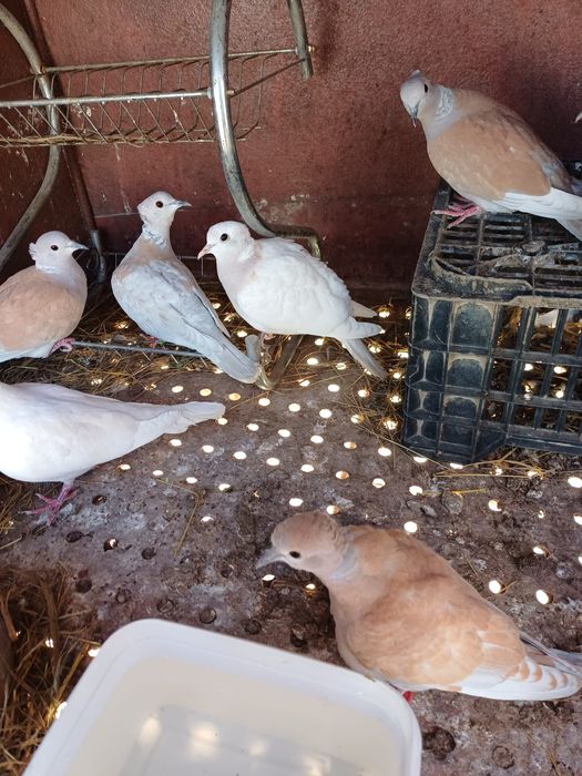 Turturele râzătoare motate