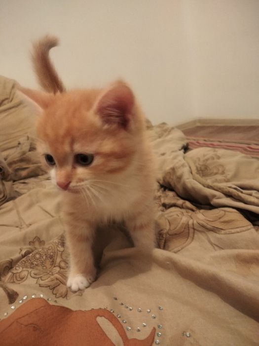 Отдам котят в добрые руки