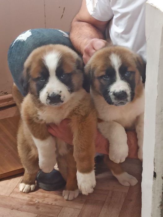 Кафказ алабай боллари