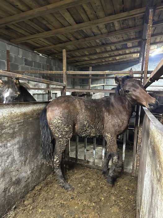 Лошади с откорма