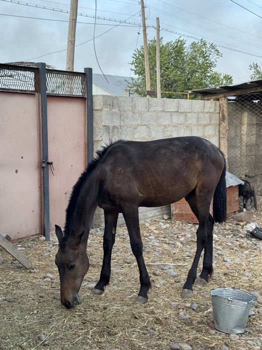 Тай сатылады келісеміз