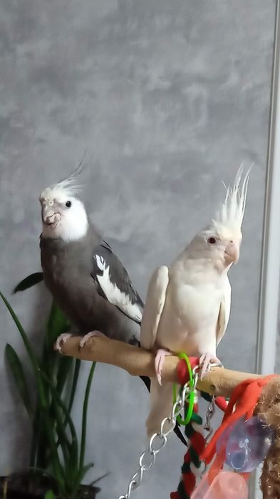 Продам рабочую пару карел