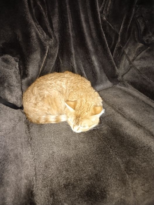 Найдена кошечка,чистая.