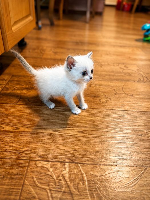 Котенок-кошечка в хорошие руки