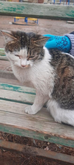 Кошка 1 год. Стерилизована.