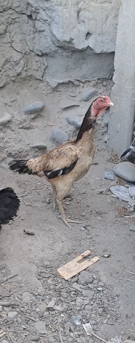 Дакан товуклар сотилади