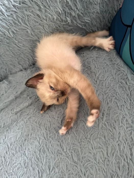 Отдам котят , по 5000т