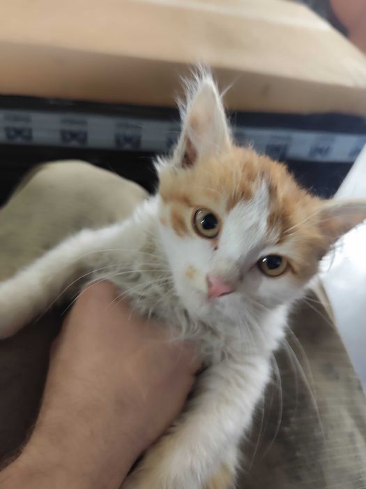 Котёнок, мальчик