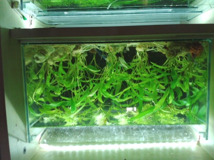 Растения за аквариум