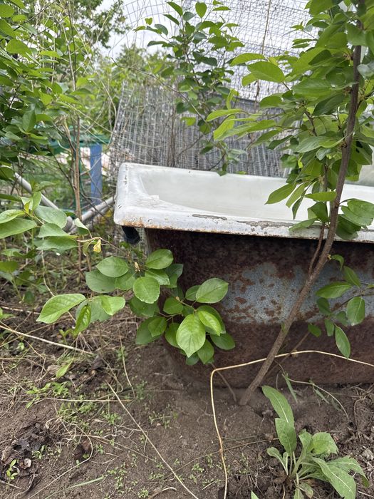 Чугунная ванна. Самовывоз.