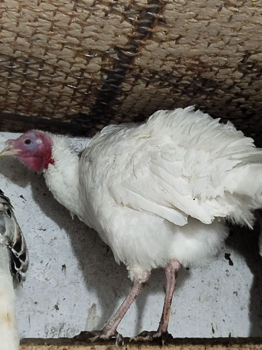 Обмен самца на самца