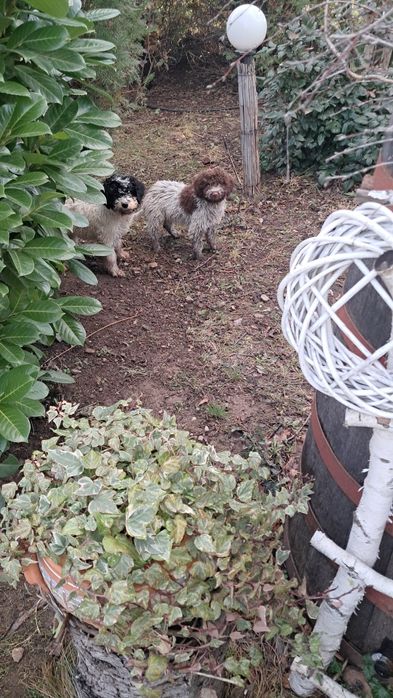 Лагото Романьоло