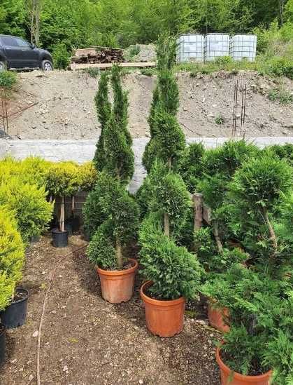Plante Ornamentale Tuia Smaragd