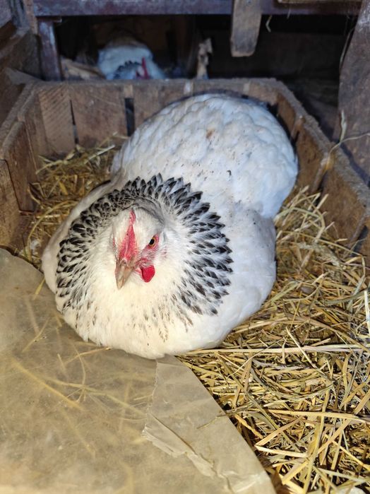 Oua incubat disponibile