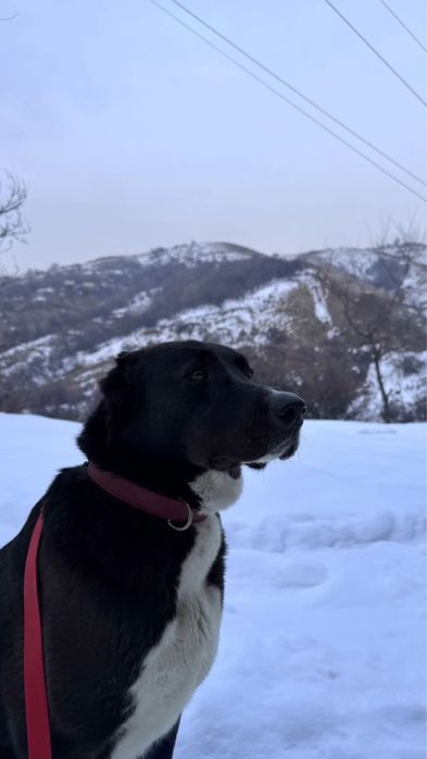 Собака охранница