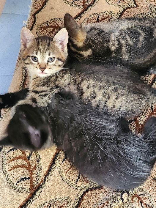 Отдам котят в добрые руки