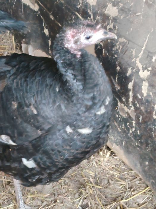 Kurkalar tezda sotiladi