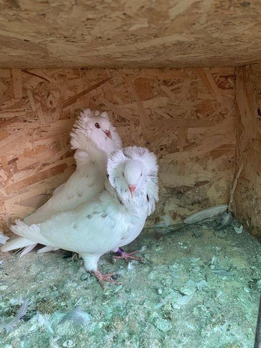 Iepuri porumbei de vânzare