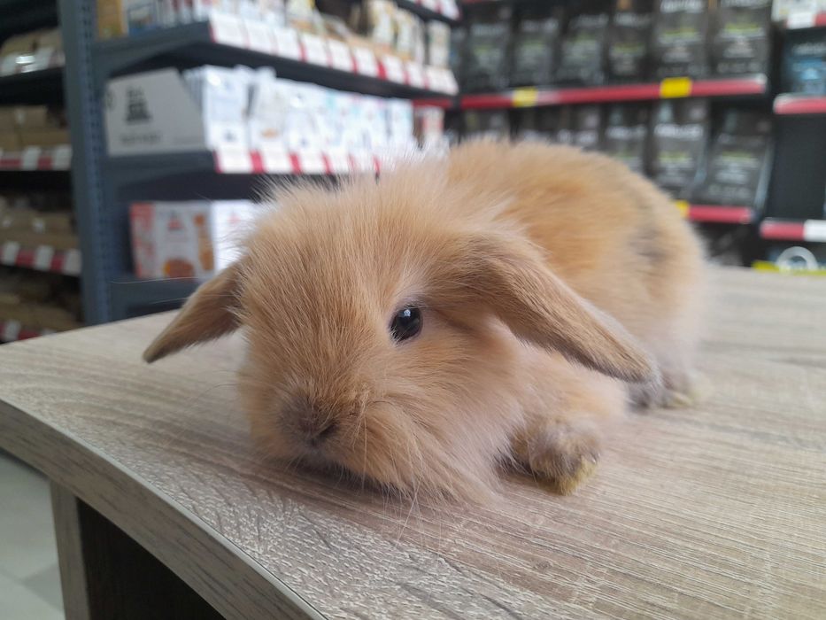 Декоративно клепоухо зайче Мини Лоп (Mini Lop)