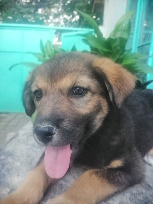 В добрые руки щенок охранник