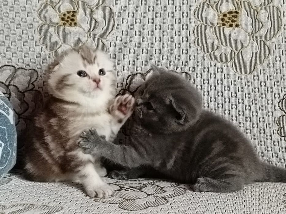 Скоттиш Страйт и Фолд.