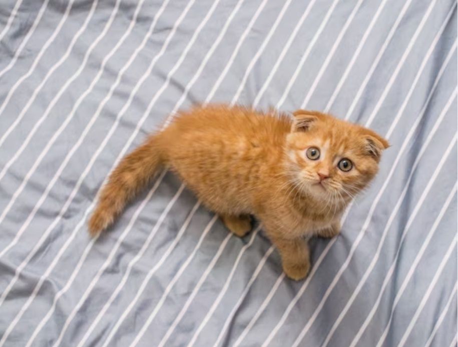Котята мальчики и девочки, пямоушки и веслоушки