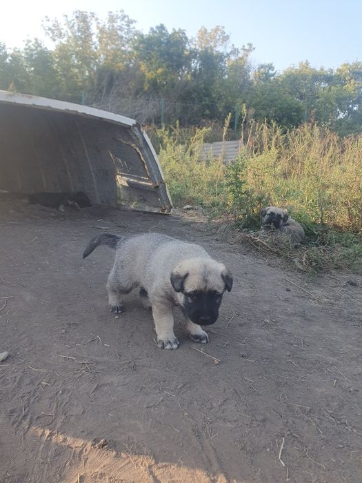 Щенки кангалы помесь