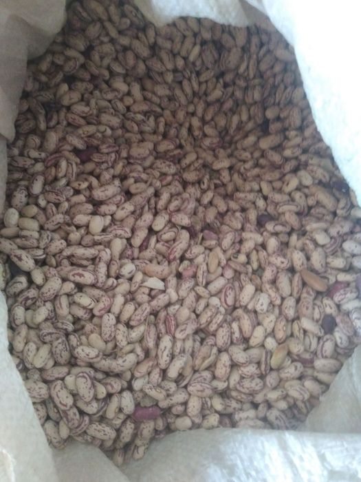 Fasol sotiladi sifatli