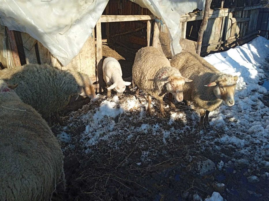 Vând oi cu miei și gestante